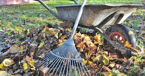 Vos feuilles mortes valent de l’or : 5 façons de les transformer en trésor pour votre jardin