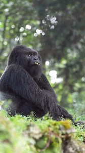 10K views · 176 reactions | 8 Days Uganda Safari Primates "Gorilla...