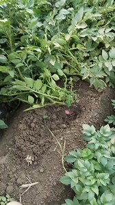 اسلام اینڈ کو سبزی منڈی اوکاڑہ 03002000490 03002000883 03002000559 #dairy #agriculture #اوکاڑہ #potatoes #آلو #اسلام #potato #اٹک #کسان #dairyfarming | Pakistani agriculture