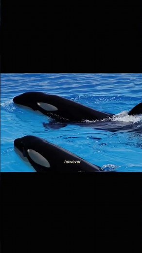 The Tragic Death Of Keltie Byrne #Tilikum #Blackfish #Orca
