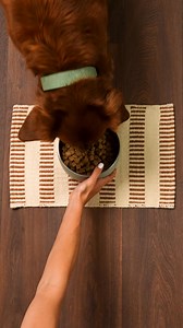 Elevate your dog’s well-being with Primal raw nutrition—helping support improved digestion, skin & coat, vitality, and more. 數 | Primal Pet Foods | Facebook