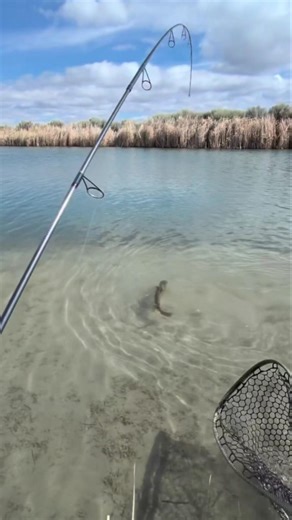 Monster Trout in Crystal Clear Water! 😱🎣