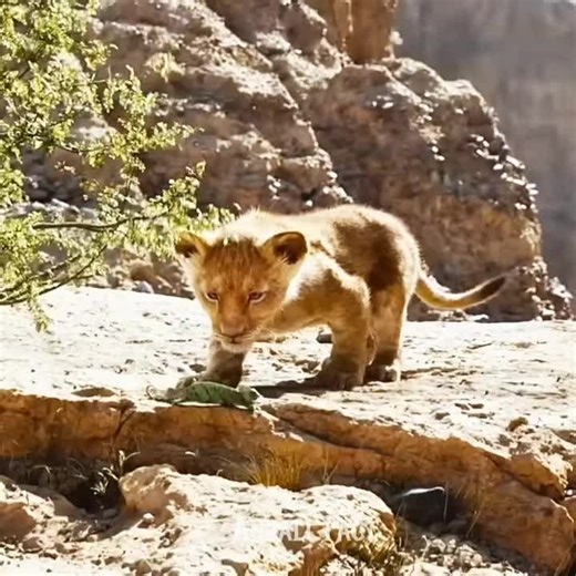 The Lion King: Part 01 Movie Explanation