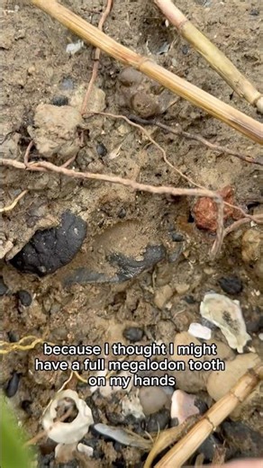 I spotted a MEGALODON tooth poking out of the clay!