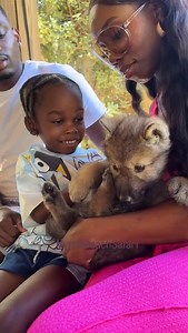 Beautiful wolf cub meeting new friends❤️🐺 This should be you😊 #savethewildsavetheworld Our day tours resume on March 5 and run three days a week from March through October. Spring, summer, and fall each offer a unique and unforgettable experience, making it easy to choose the perfect time for you and your family to visit and create lifelong memories. Book your experience now at MyrtleBeachSafari.com | Myrtle Beach Safari Wild Encounters Tour