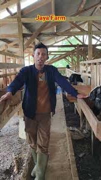 Especially in the Jaya Farm pen, there are Sakub sheep from Central Java and many other types.