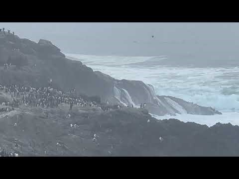 Bird Colony on the Oregon Coast 🐦🌊 | Seabirds Nesting and Gathering