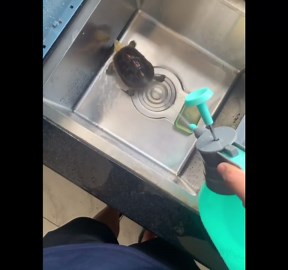 Caring owner bathes pet turtle with spray bottle