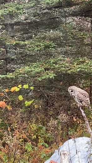 3.8K views · 203 reactions | It’s not easy to live with limited or no power and without running water — but I feel lucky, when I get to have moments like this! 殺黎 #viewfrommywindow #ForestLiving #nature On rodent duty…a beautiful Barred Owl.  | Victoriana Quilt Designs | Facebook