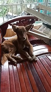 Dog dog love love #highlightseveryonefollowers #goodvibesonly | Ryden Huerta | Facebook