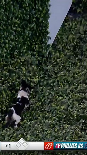 MLB ⚾ on Instagram: "Kitty! "