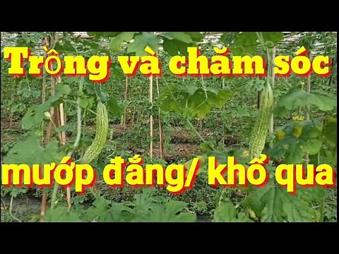 Cây mướp đắng, cách trồng và chăm sóc cây mướp đắng-khổ qua, trồng mướp đắng mùa nào sai nhất