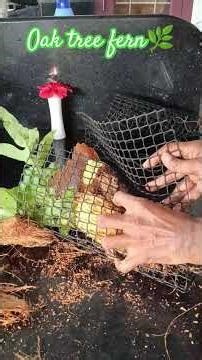 The Ultimate Guide to Oak Leaf Fern Care