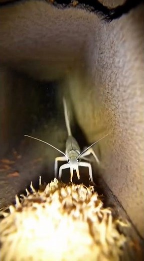 Midnight Crawler — Silverfish in the Dark | Micro Reality Footage | Ultra-Realistic Scientific POV