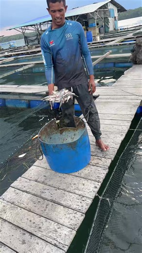 Ah New Fishery Sdn Bhd (@ah.new.fishery.sd)’s videos with 原声 - Ah New Fishery Sdn Bhd