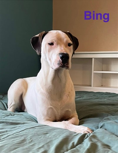 Adopt Bing on Petfinder