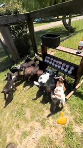 6.2K views · 111 reactions | To manage this Kid You have Acquired the Knowledge of How To prepare Colostrum. #goats #goatfarming #goatmeat | Livestock Farmer | Facebook