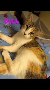 Meade County Animal Control on Reels