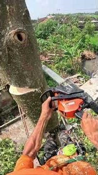 The sticky tree sap makes bar stuck and like a dull chain. #chainsaw