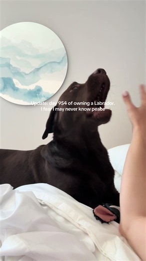 Overstimulated Chocolate Labrador: How to Calm a Hyper Dog
