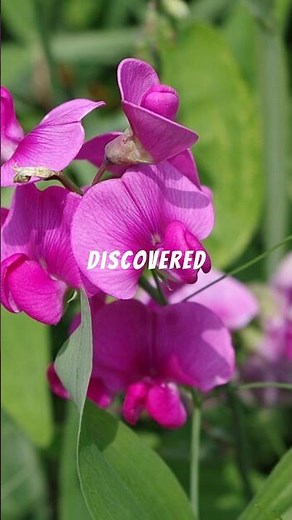 Sweet Pea Explained... 🌸🌿💫 #plants#explained#fyp#flowers #sciencefacts#subscribe#comment#share#1k