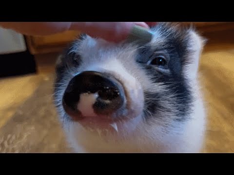 Pig was raised by human after mom's rejection. Now he's having identity crisis.