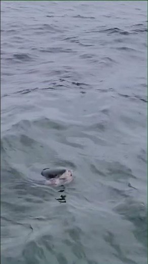 Great white shark devours gray seal off the Cape Cod Coast