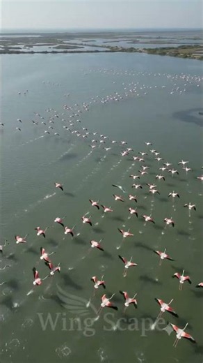 Thousands of Flamingos Fill Sri Lanka's Skies! 🦩✨
