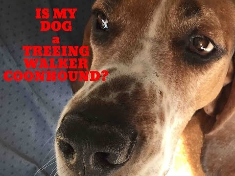 Is my dog a TREEING WALKER COONHOUND?