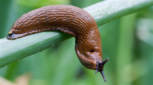 5 Ways To Get Rid Of Slugs In Your Garden