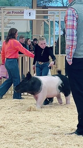 The German Stare: Show Pigs, Pig Competition, and Funny Moments