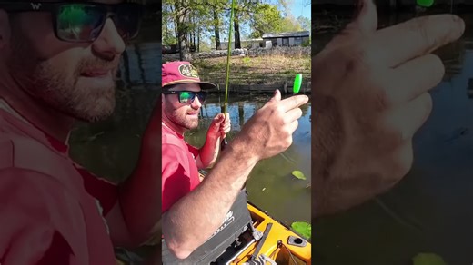 Red-Ear Sunfish Biting Like Crazy in the Heat