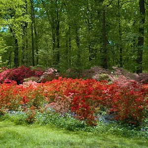 Immerse yourself in the beauty of springtime in Winterthur's garden set amid 1,000 acres of rolling hills, meadows, and woodlands. | Winterthur Museum, Garden & Library
