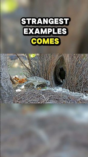 Top Ten Strangest Animal Mating Rituals: Bowerbirds