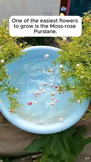 Garden Design Ideas | Comment “MOSS” below and check your DMs, I’ll send you the product link right away! | Instagram