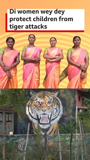 BBC News Pidgin | For one village for western Indian state of Maharashtra, di fear of tiger attacks na reality for dem. Di district na home to 300 tigers,... | Instagram
