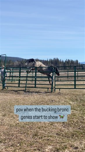 2.3K views · 39 reactions | So Lassen is a mustang with a VERY...