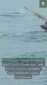 Bird Navigation Mysteries