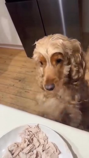 100K views · 2.9K reactions | hurry up  Check out the link in bio! @cockerspaniellover.ig  Credit: @archie_thegoldencocker | Cocker Spaniel Lovers | Facebook