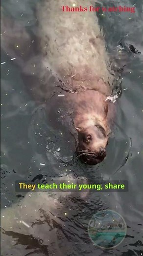 "What We Can Learn from Orca Behavior"