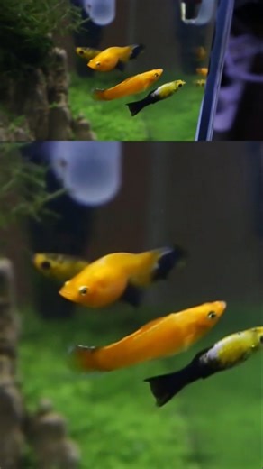 easy aquascape tutorial #aquascape #aquarium #aquascapelowtech #fishtank #guppy #ikanhias #mollyfish