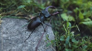 The European stag beetle Lucanus cervus: portrait of the body and of its enlarged mandibles.