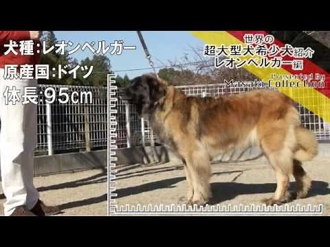 レオンベルガー 世界の超大型犬希少犬
