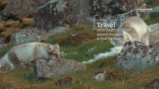 Want to learn more about Arctic foxes? Here are 10 feisty Arctic fox facts. | Oceanwide Expeditions