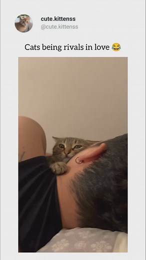 Cute Cats | Funny Cats on Instagram: "Biggest rival ,😂 (Cr/TT/funny.animal333) . . #cat #catlover #catsofinstagram #catlife #funnycats #cutecats #funny #cute #hilarious #funnyvideos #adorable #catolicos #catholic #cats_of_world #catloversclub"