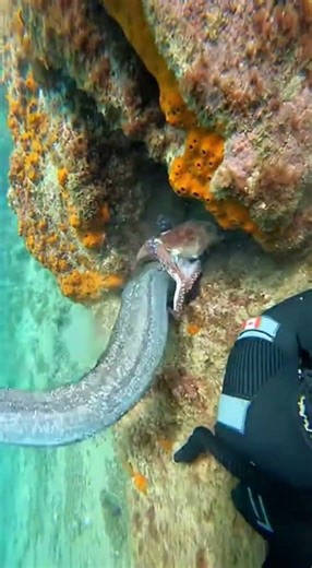 The Brutal Life at the Bottom of the Ocean 😳