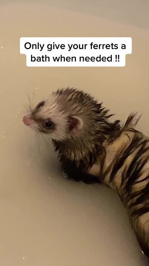 Fuzzy Family on TikTok