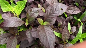 Alternanthera dentata (little ruby, ruby leaf alternanthera). The plant features dark creamy, pompom-like flowers, which bloom in winter and early spring Stock Video