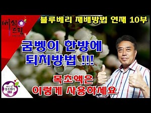 블루베리농장,블루베리재배방법,목초액사용방법,목초액,굼벵이방제방법,굼벵이,주말농부,귀농귀촌,전원생활