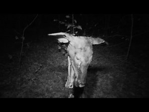 Bigfoot Leaves Grizzly Warning | Mountain Monsters